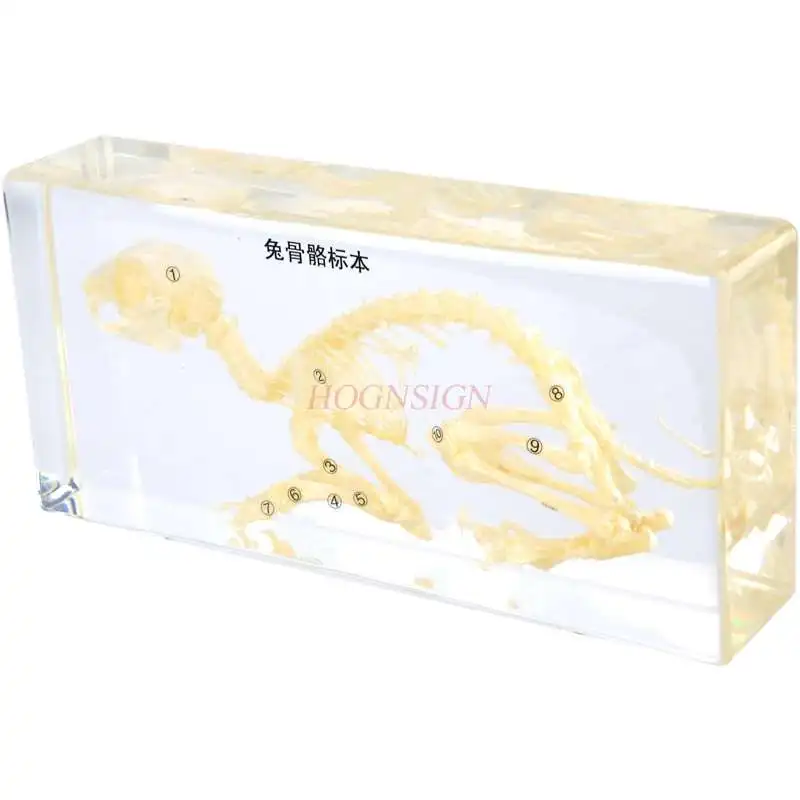 Children's high school biology teaching rabbit bone specimen animal bone structure resin embedded amber