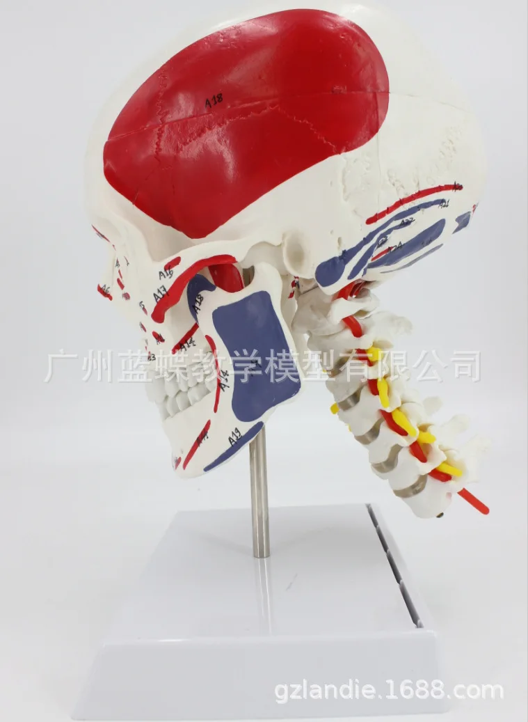 

Human Anatomy Skeleton Anatomical Model Skull with Colored Bones Number Mark Cervical Vertebra Beige Sculpture Medical Supplies