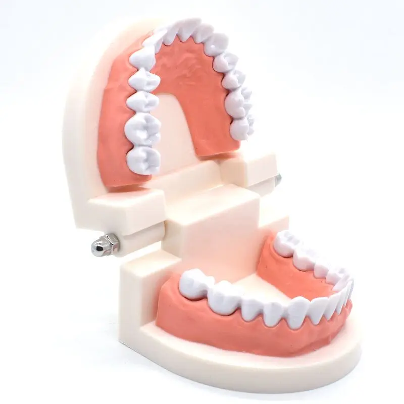 1pcs Dental Teeth Model Dentist student Model for Teaching Dentistry Material Dentist Instrument Tools Dental Lab Model