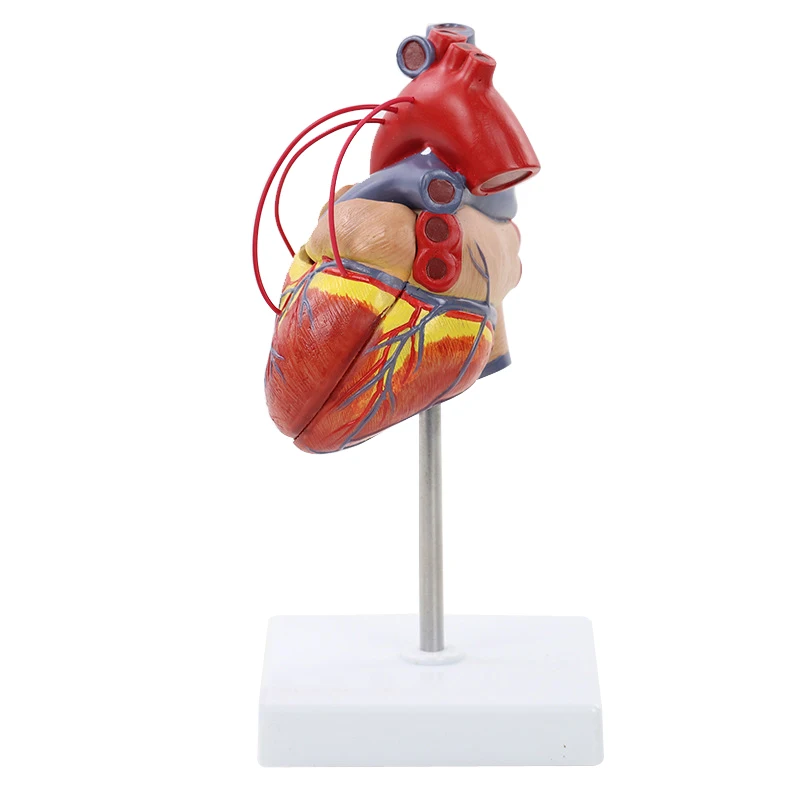 1:1 Human Heart Bypass Anatomy Model Medical Science Teaching Resources Drop Shipping