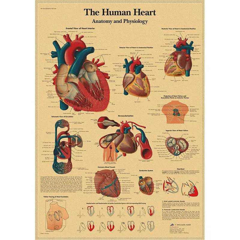 Human Anatomy Muscle System Kraft Paper Poster Anatomy Diagram Human Medical Wall Medical Education Office Decorative Mural