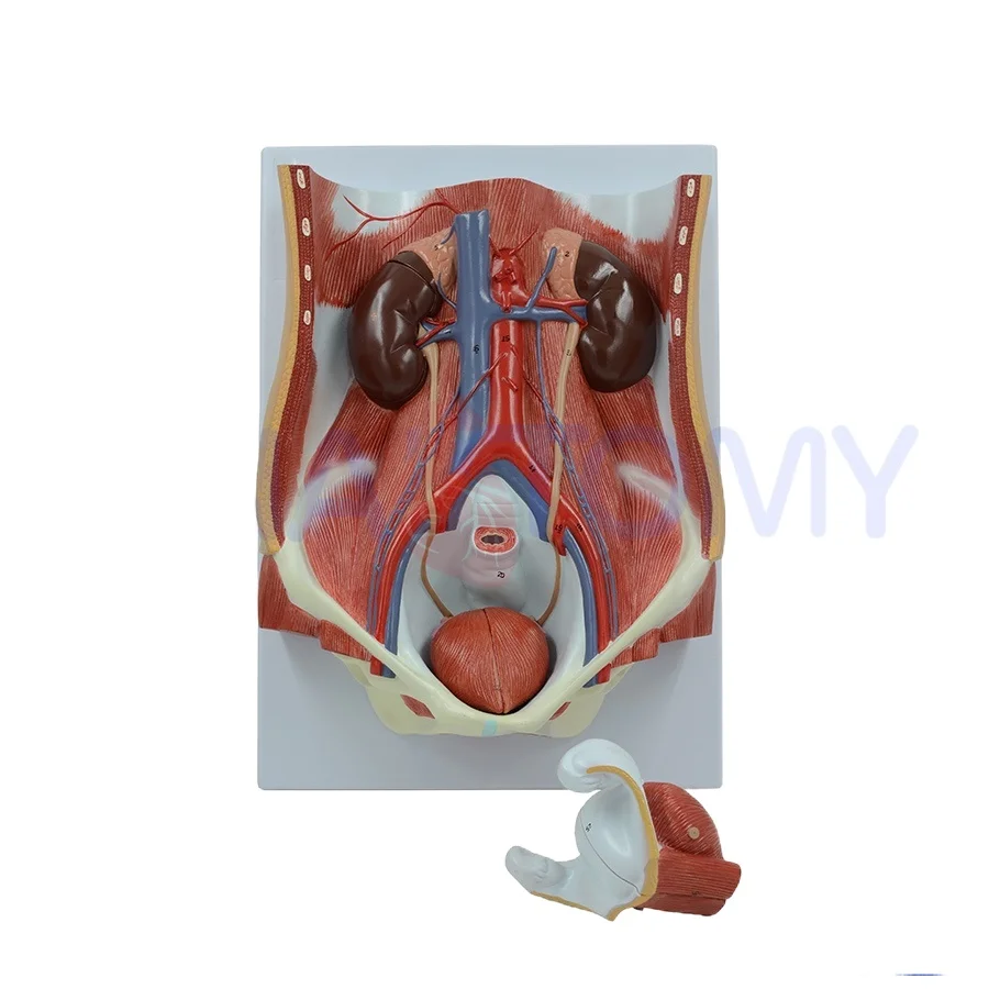 Système urinaire humain, modèle anatomique, vessie, rein, système urinaire détachable, outil éducatif en Sciences médicales