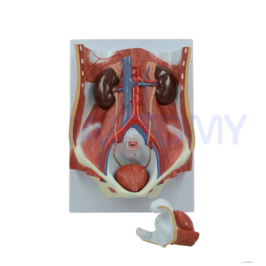 인체 소변 시스템 해부학 모델 방광 신장 해부학 분리형 소변 시스템 의료 과학 교육 도구
