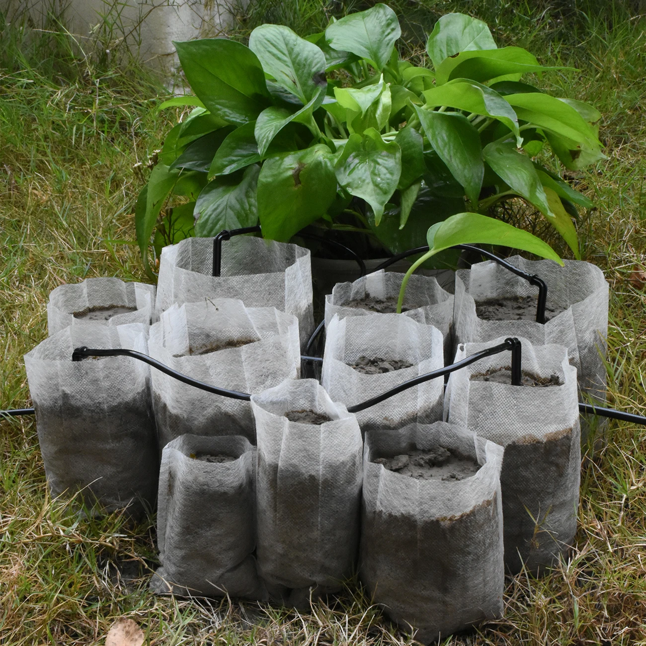 50-100PCS Plants Seedling Grow Bags Mushroom Flower Biodegradable Non-Woven Nursery Fabric Pots Eco-Friendly Aeration Greenhouse