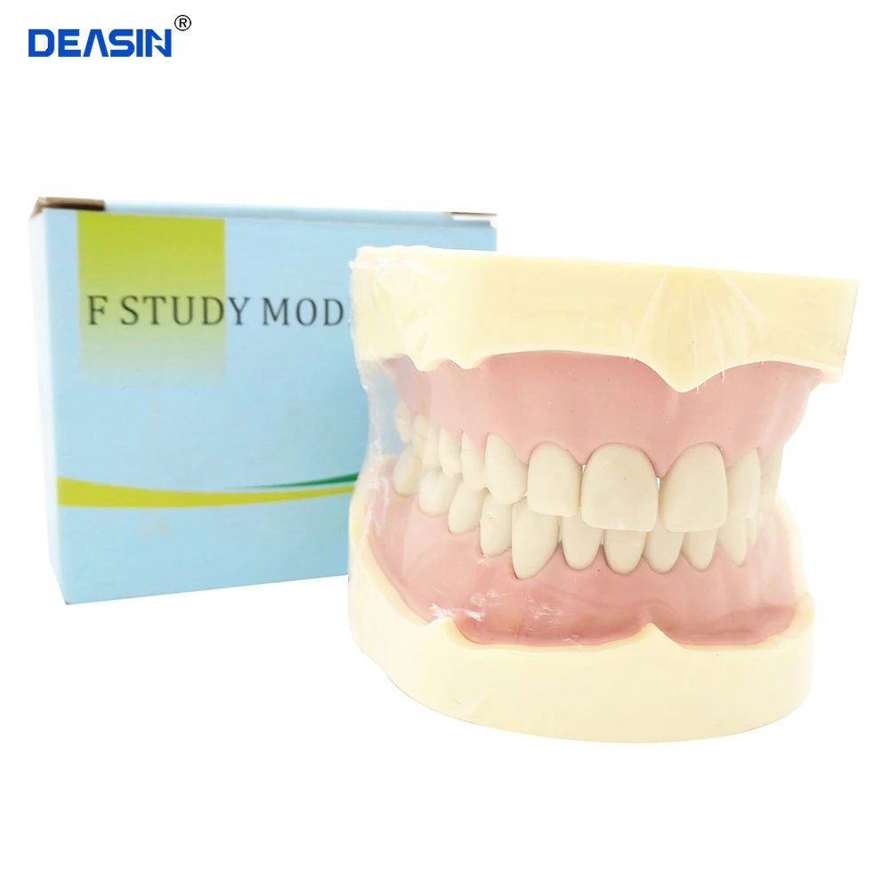 

28/32pcs teeth BF Type Study Model Standard Model with Screw fixed for Dental education with tongue NISSIN 200 Compatible