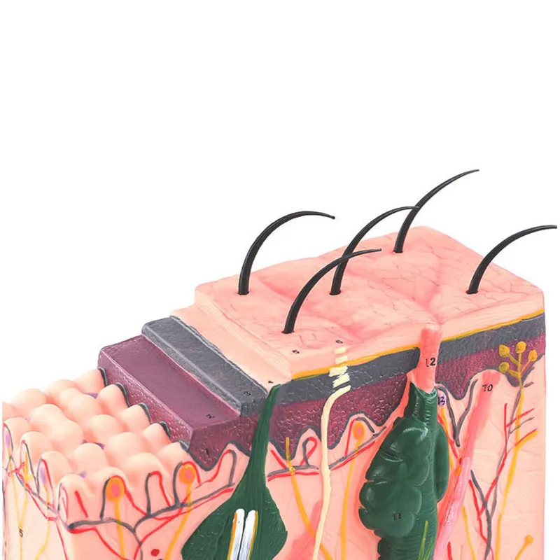 Модель кожи, структура кожи и волос, увеличиваемая модель анатомии для изучения науки, классной учебы, демонстрация 5