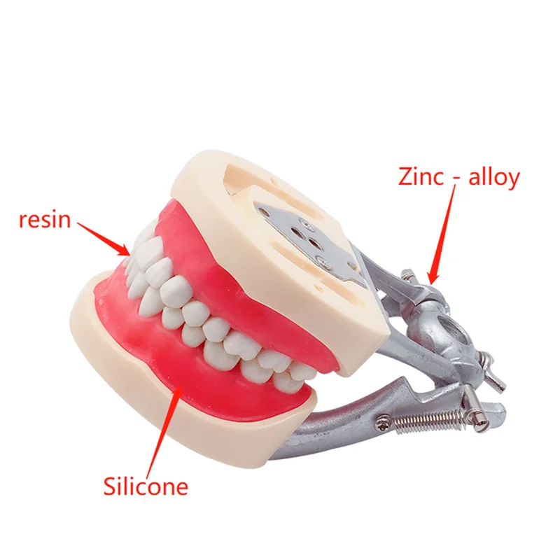 Tandheelkundige Model Tanden Model Voor Tandtechnicus Praktijk Training Gom Typodont Tanden Modellen Kaak Tandarts Studeren Onderwijs Product