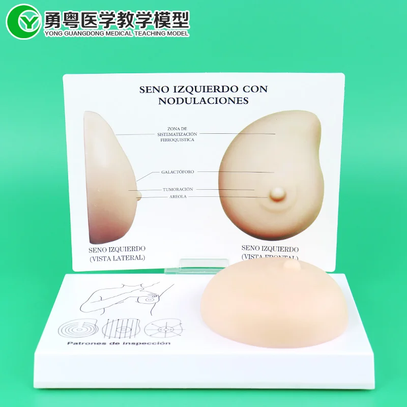 

Human Breast Disease Self-examination Prolactin Massage Demonstration Props Pathological Breast Care Model