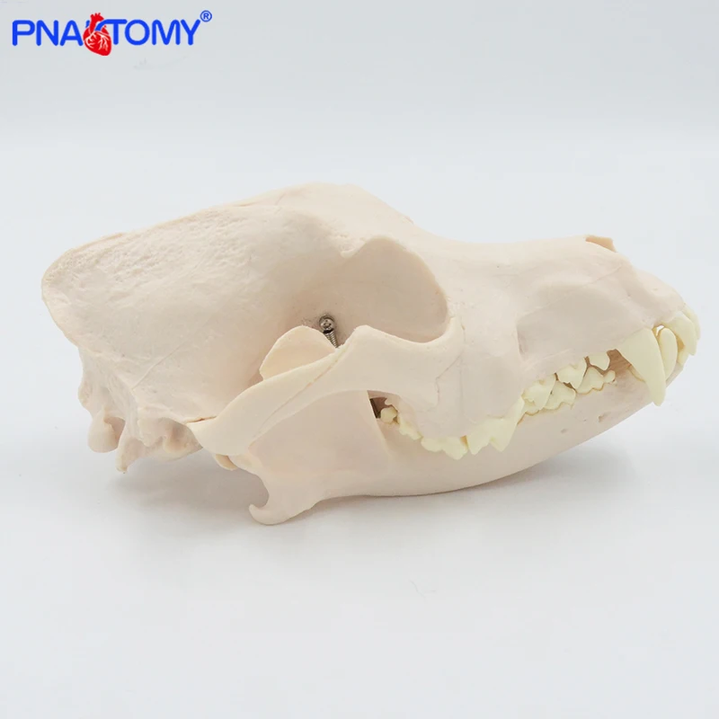 Canine Skull Model Dog Skull 1:1 Natural Size Detachable Teeth Anatomy Animal Anatomical Educational Equipment Veterinary Tool