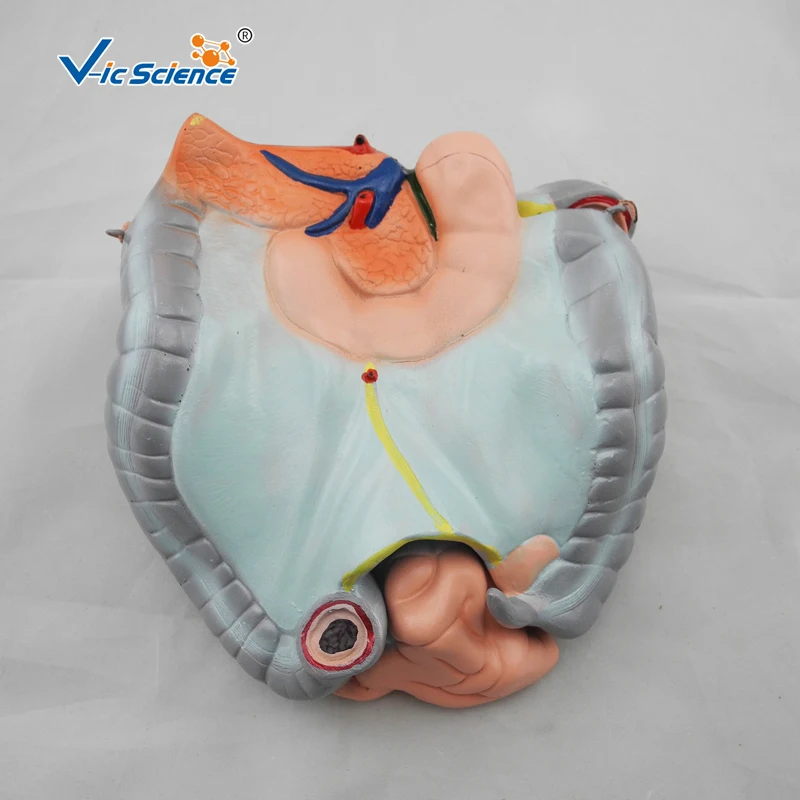 Education Advance  colon, ileum and jejunum Anatomical model