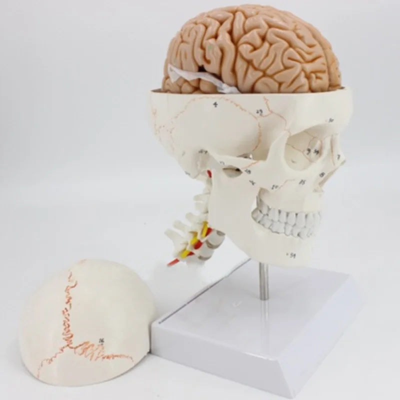 Medical Human Anatomy Skull with Cervical Vertebra and Brain Model