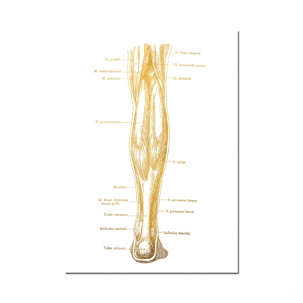 Physiotherapy Anatomy Art Printing-Massage Therapy Gifts-Gym Wall Art-Nursing Students-Nursing School-Massage Therapy Human Anat