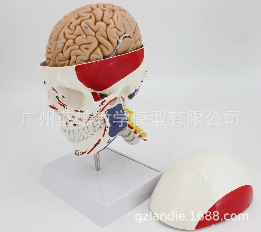 1:1 Life Size Human Skull Muscle Coloring Start and End Points Brain Cervical Spine Model Anatomical Model of Cerebral Artery