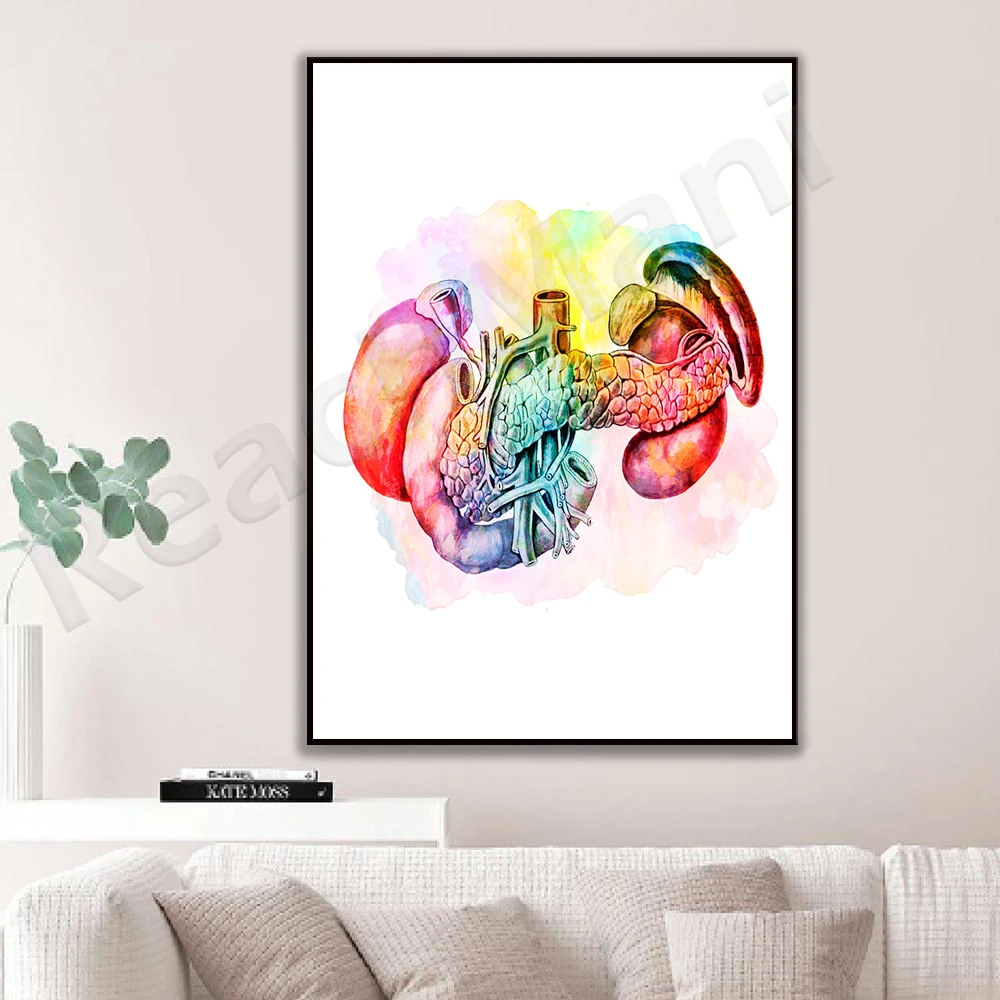 Watercolor painting pancreas anatomy poster spleen printing internal organs medical art human digestive system clinic doctor gif