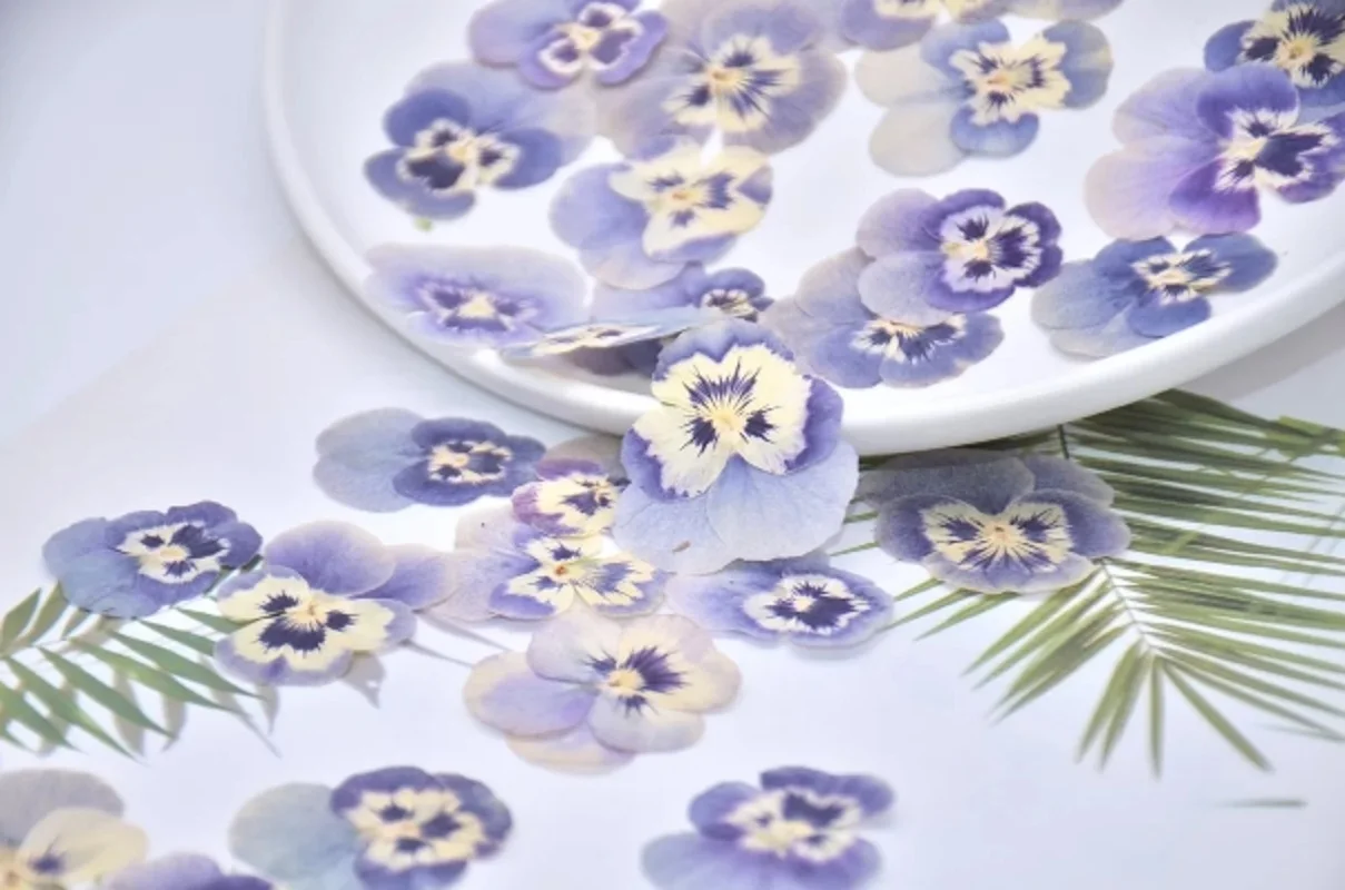 120pcs Pressed Dried Viola Tricolor L. Pansy Flower Plant Herbarium For Jewelry Case Bookmark Invatation Card DIY Making