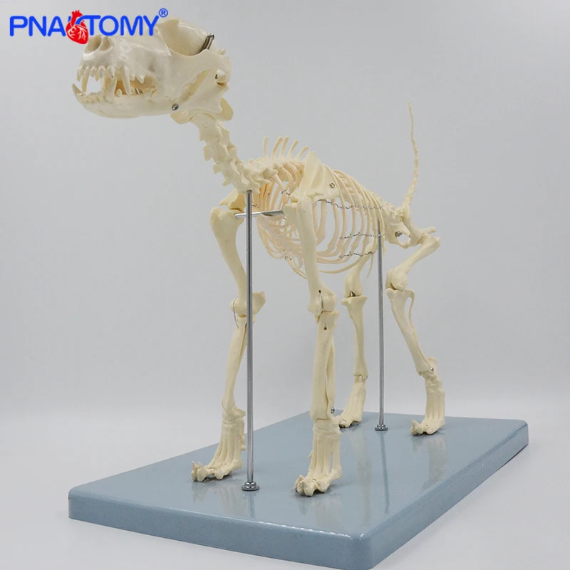 Dog Skeleton Model Canine Skeleton Anatomy Skull Spine Pelvis Lumbar Knee Anatomical Animal Model Educational Equipment Teaching