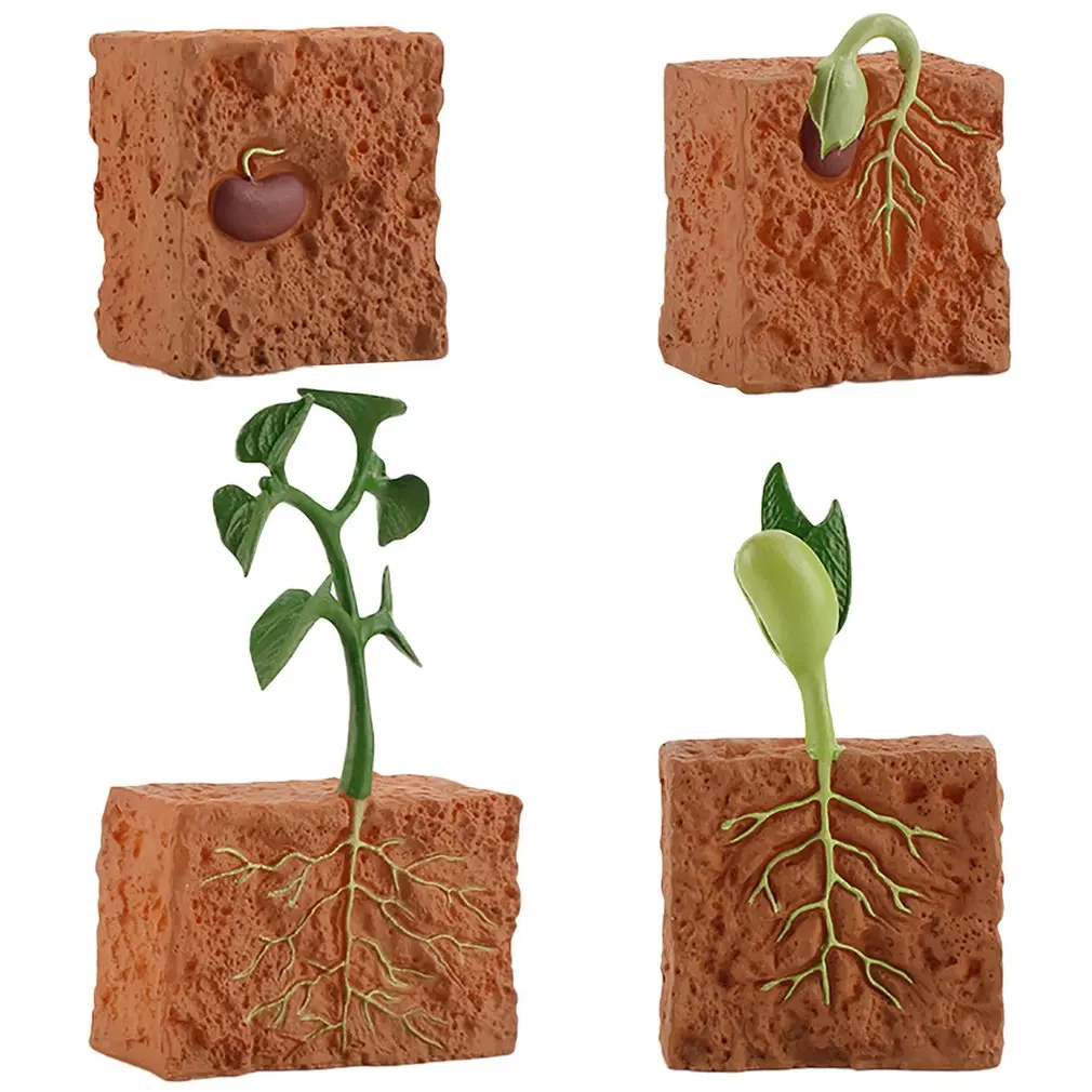 Simulation Life Cycle of a Green Bean Plant Growth Cycle Model Action Figures Collection Science Educational Toys for Children