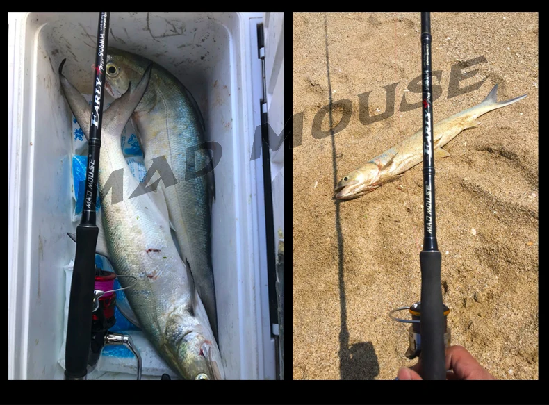 MADMOUSE Early Plus MH Japan-Qualität Spinnrute mit Fuji-Komponenten, Ködergewicht 12-50g, PE 1.2-3 Shore Jigging-Rute für Wolfsbarsch-Angeln – Detail 13