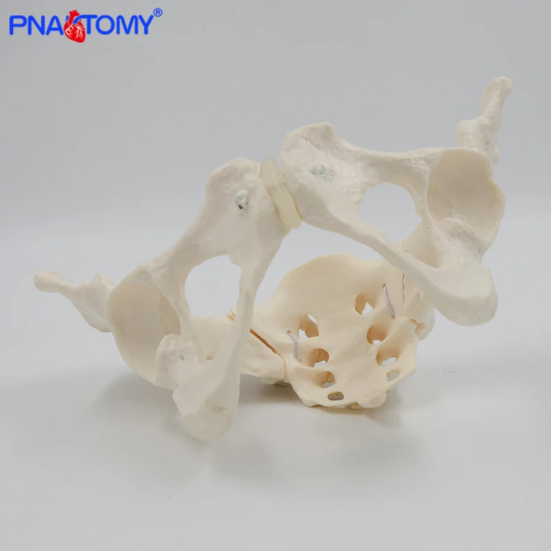 Human anatomy features hip, Sacrum and tailbone Scientific female pelvis model, Movable,Elastic cord link, Life size pelvis,