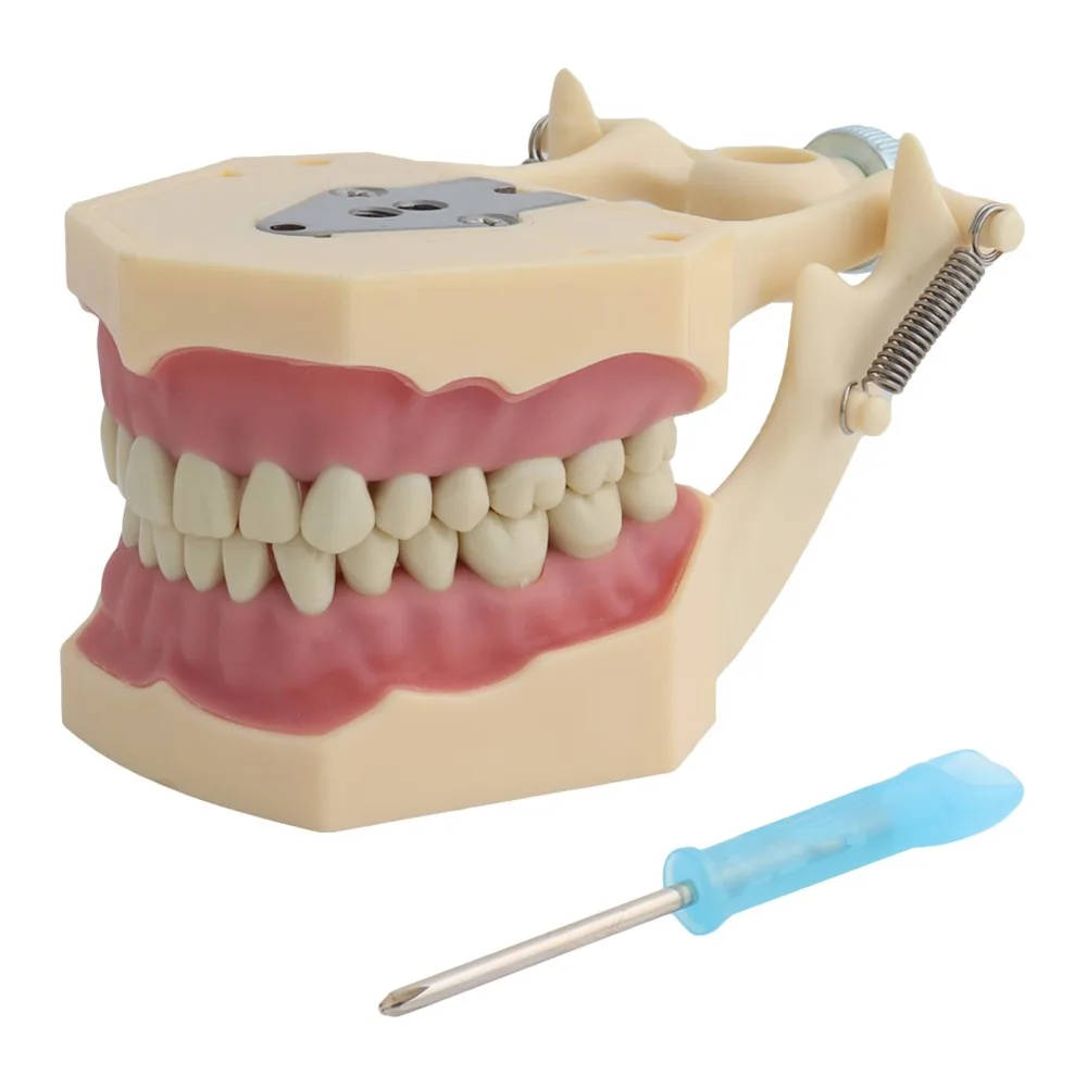 Dental Model Teeth Model Fit Frasaco Dental Teaching Model Standard Model with 32pcs Screw-in Teeths Demonstration