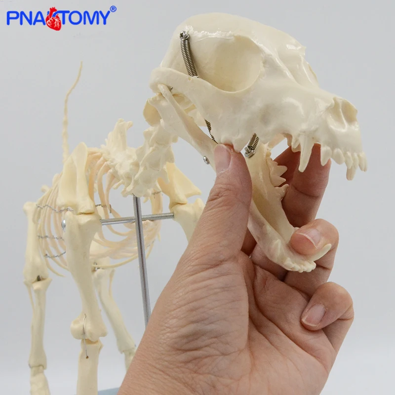 Dog Skeleton Model Canine Skeleton Anatomy Skull Spine Pelvis Lumbar Knee Anatomical Animal Model Educational Equipment Teaching