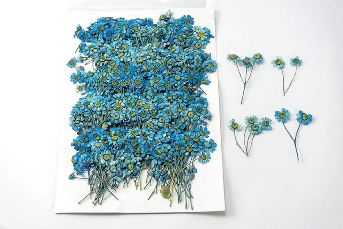 

250pcs Pressed Dried Flower Blue Chamomilla Herbarium For Epoxy Jewelry Bookmark Phone Case Makeup Nail Art Craft DIY