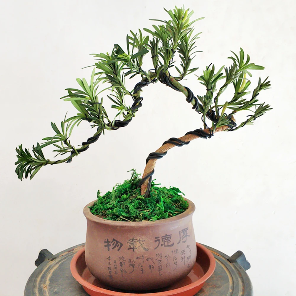 Ogród Bonsai kształt drut aluminiowy (1.0mm, 1.5mm, 2.0mm, 3mm, 4mm, 5mm) czarny sześć rozmiarów dla kształtów ogrodowych i roślinnych