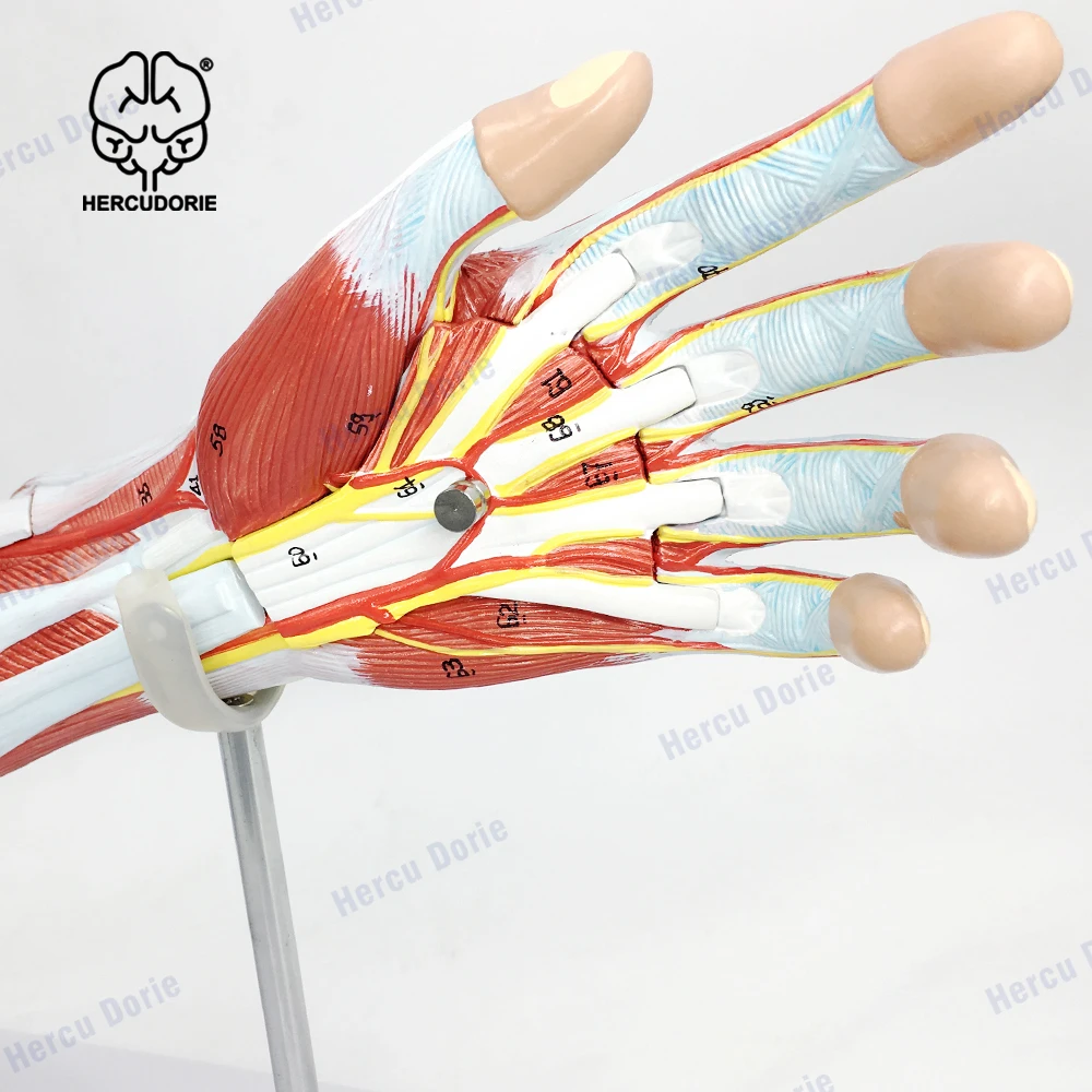 Arm Muscle Model, 7 Parts Muscular Arm Anatomy Model, Life Size Human Arm Muscle Model with Stand, Numbered Arm Model Shows Mus
