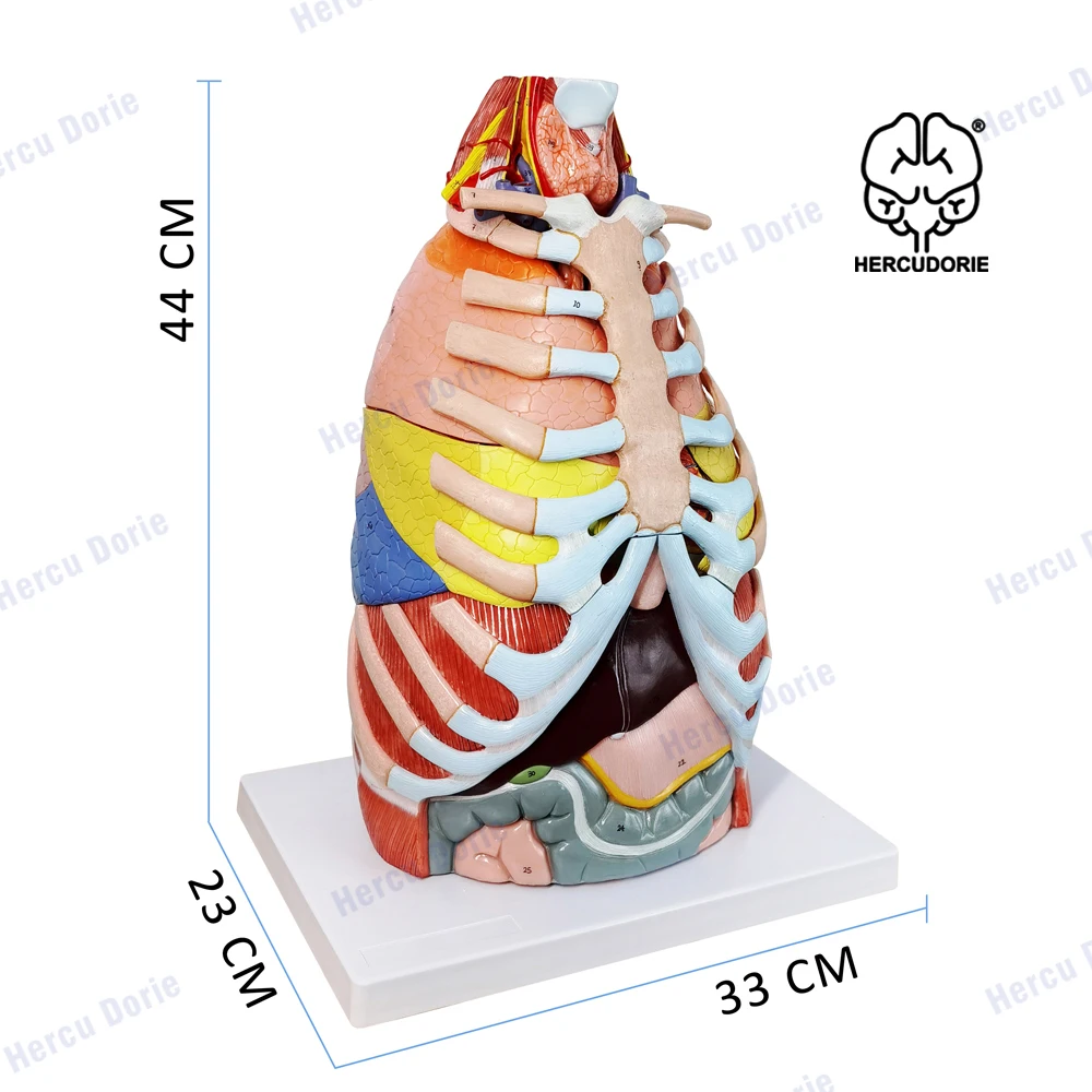 Menselijk Thoracale Vsceral Anatomisch Model, Hart, Lever, Longen, Luchtwegen Model, Medisch Onderwijs Model