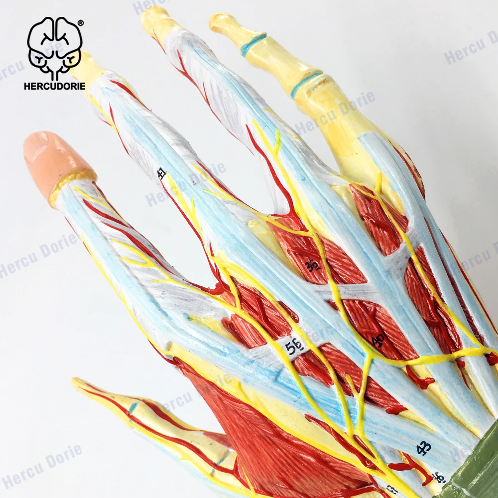 New Medical Anatomical Hand Skeleton Model W/ Muscles Ligaments Nerves and Blood Vessels, 7 Parts, Life Size, Magnetic Easy Moun