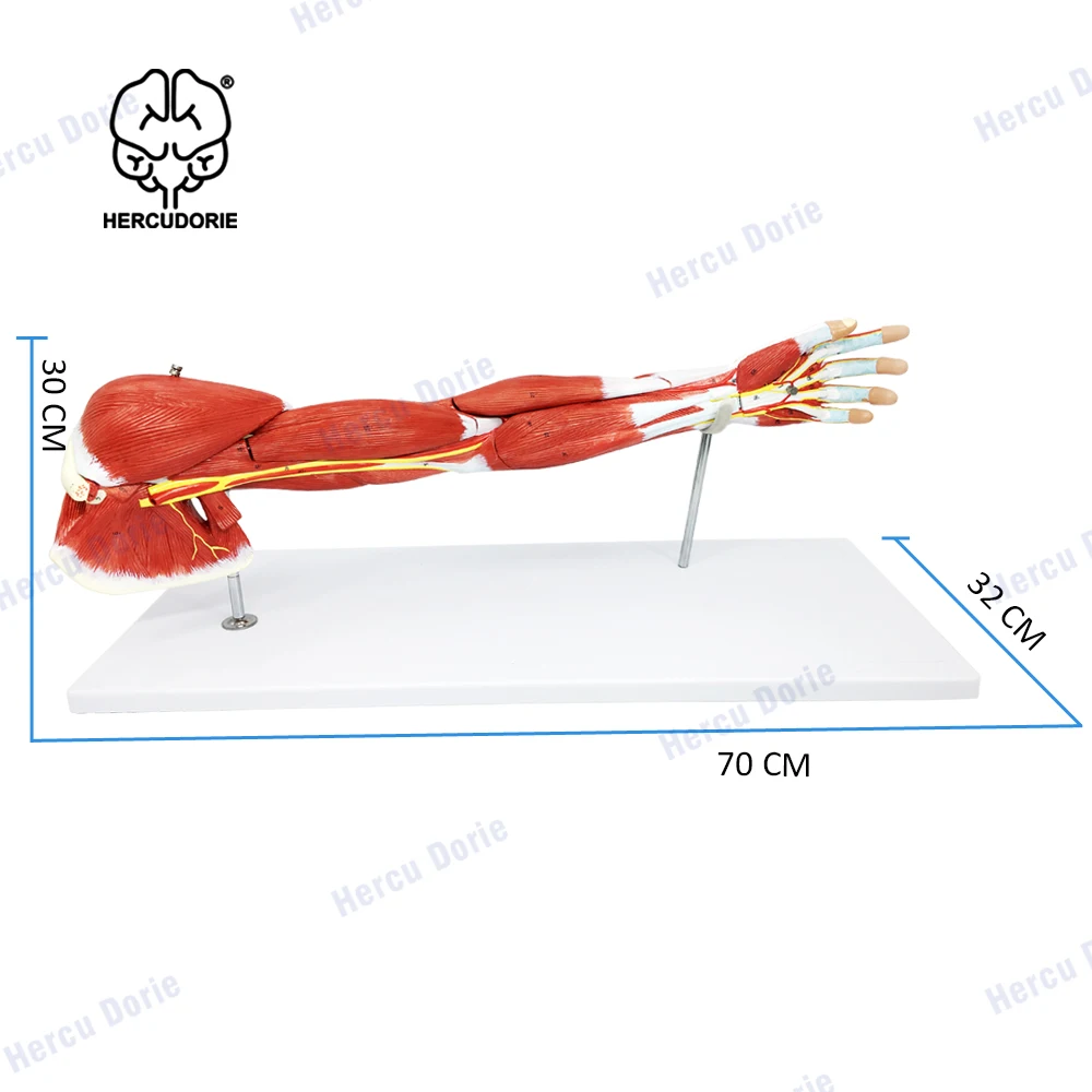 Arm Muscle Model, 7 Parts Muscular Arm Anatomy Model, Life Size Human Arm Muscle Model with Stand, Numbered Arm Model Shows Mus