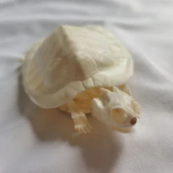 1pcs Complete Tortoise Skeleton.Real Animal Bone.Exquisite Works Of Art.Fish Tank Decoration./ 4.5