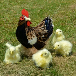 Spring Easter Baby Chicks Realistic Chicken Figurines For Easter Basket Stuffers Photography Prop Easter Gift Decoration