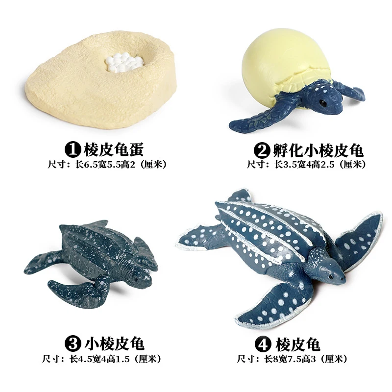 Simulation Animals Sea Turtle Horseshoe Crab Growth Cycle Action Figures Model Educational Cognitive Collection Cute Kids Toys