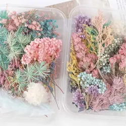 Real Pressed Flower Dried Flower Resin Flower Dry Beauty Art Decals Epoxy Mold Fillings Jewelry Making