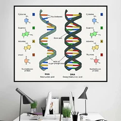 Human DNA and RNA Science Biology Genetic Code Chemistry Canvas Painting Poster Print Wall Art Picture Teacher Dorm Home Decor