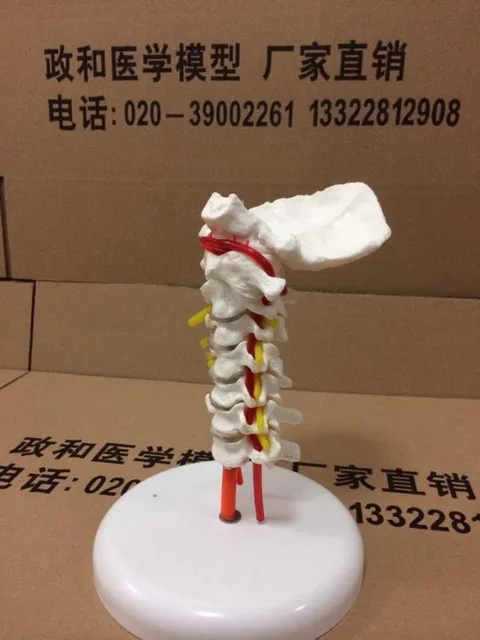 

Cervical spine model with neck artery occipital bone disc nerve system medical human skeleton anatomical model