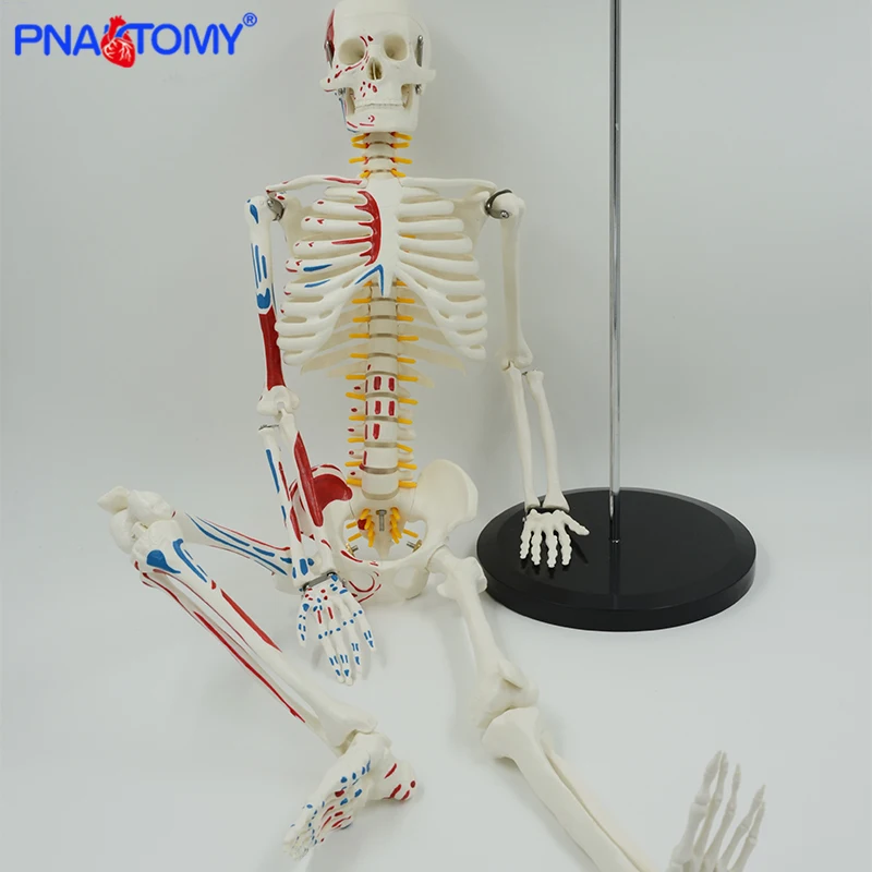 85cm Height Human Muscular Skeleton Model with Flexible Arms and Legs Packed In Foam Human Skeletal System Anatomical Study Tool