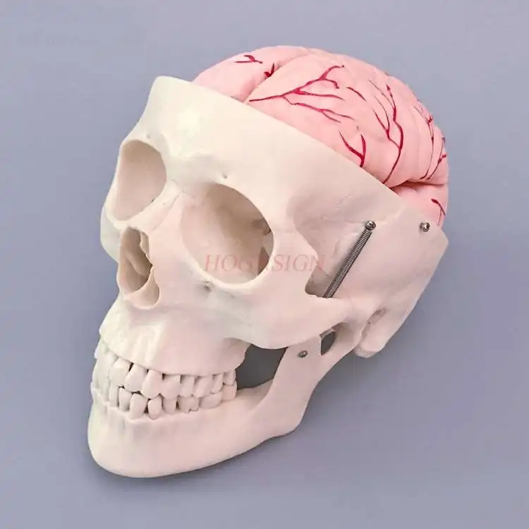 Skull Model Skull Structure Band Cerebral Artery Model Skeleton Structure Making Teaching Skull Teaching Model Medicine