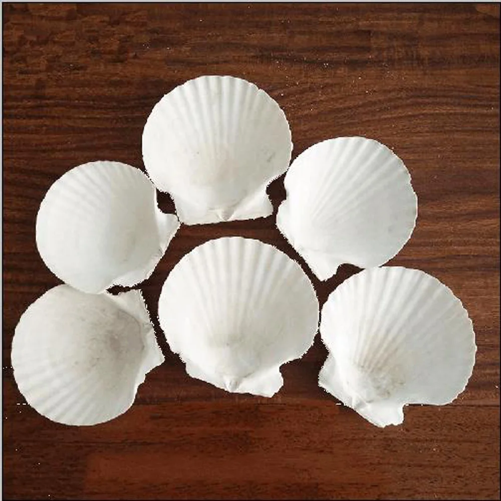 6pcs 4-5cm small size natural white Conch sea shell white scallop shell for fish tank decoration or gift