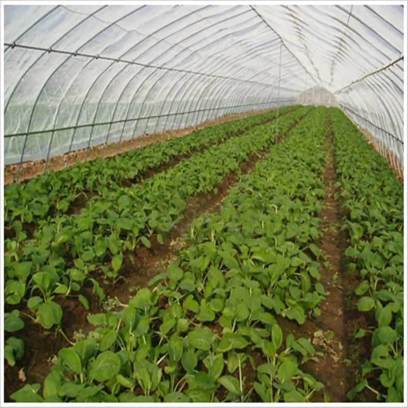 8M*30M-Vegetable Tunnel Greenhouse