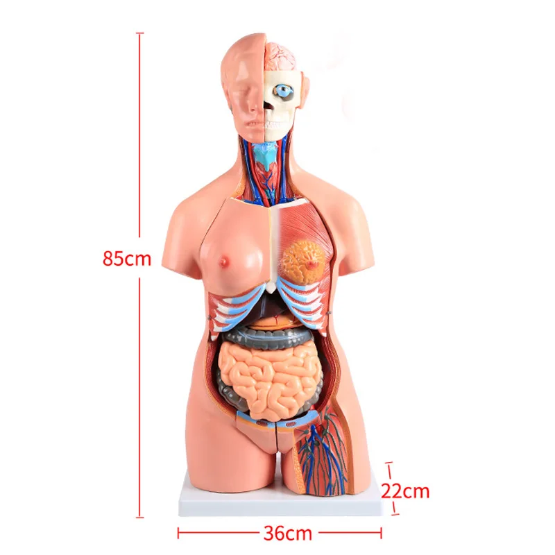 

BIX-A1043 85cm 40Parts Bisexual Anatomical Human Trunk Model Assembled Medical Teaching Tools