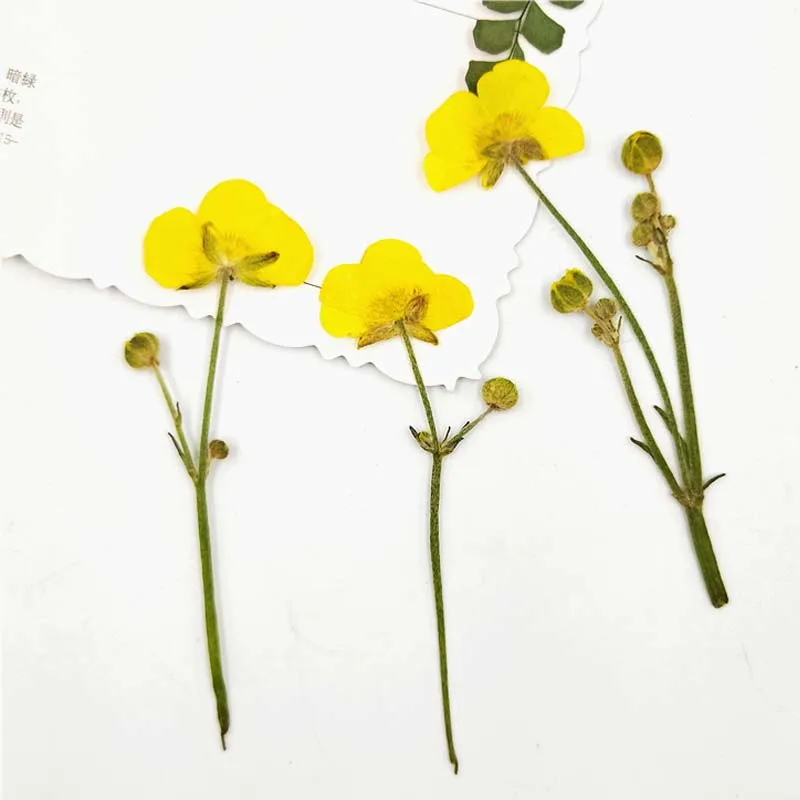 Buttercup On Stems DIY Dried Flowers, Gift Card Decoration, Latest Fashion, 100Pcs