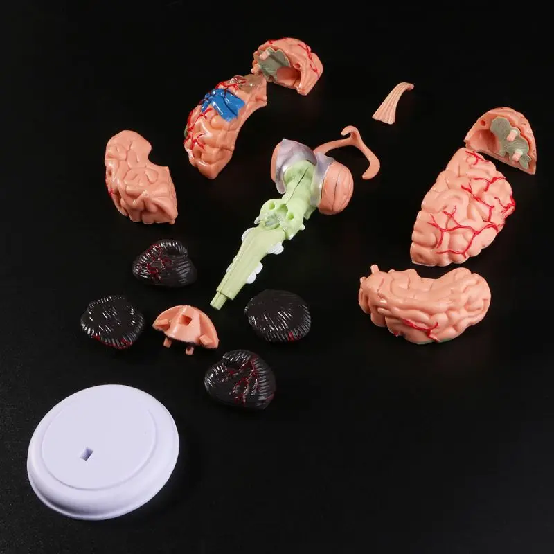 D5QC 4D Disassembled Anatomical Human Brain Model Anatomy Teaching Tool Statues Sculptures School Use