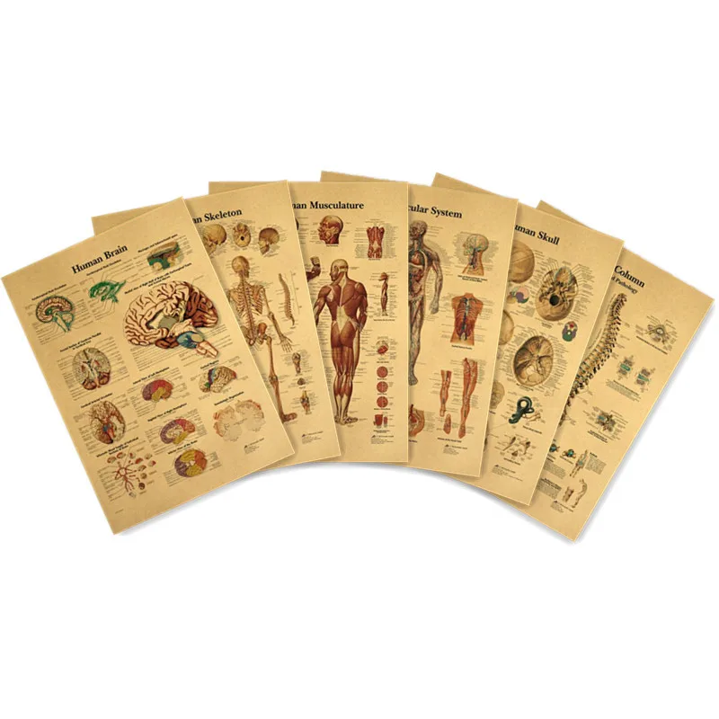 12PCS/Set Medical Decor Painting Vintage Poster Body Structure Skull Nervous System Posters Wall Art Kraft Paper Wall Sticker