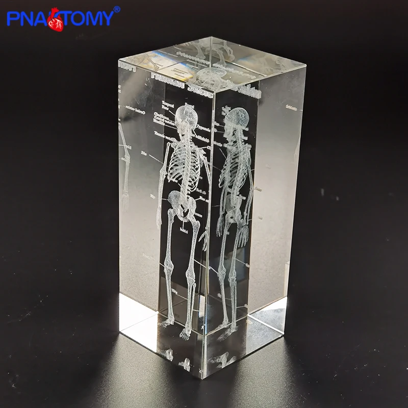 

Кристальный скелет PNATOMY