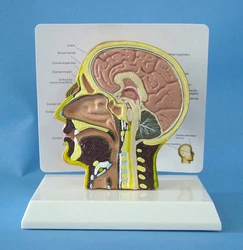 Human skull model head Otorhinolaryngology Anatomical model Teaching Model