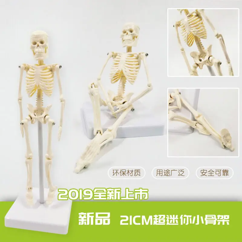 Mini Human Skeleton Model Anatomy Skeleton Skeleton Model Medical Learning Halloween Party Decoration Skeleton Art Sketch