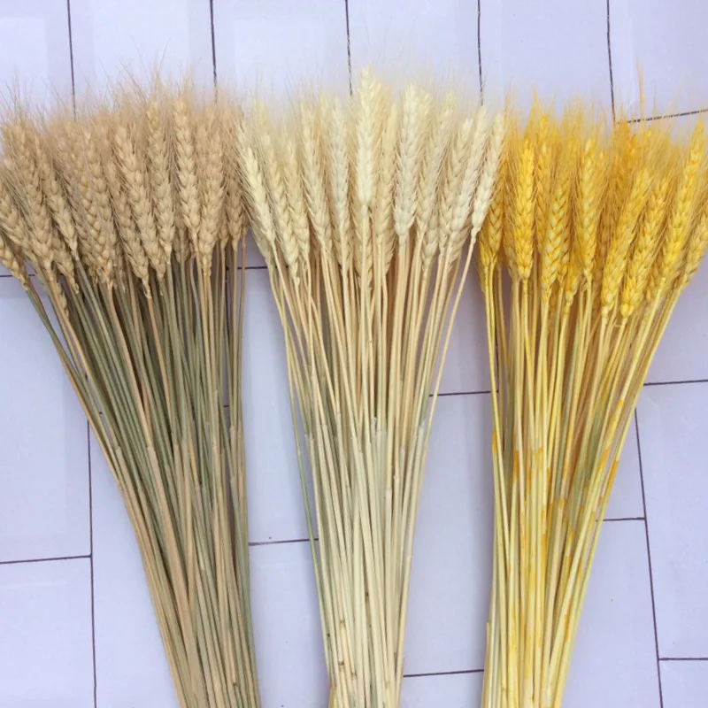 100Pcs Natural Wheat Ears Real Raw Color Dried Flowers Bouquet Arrangement Room Wedding Party Decoration Shooting Props