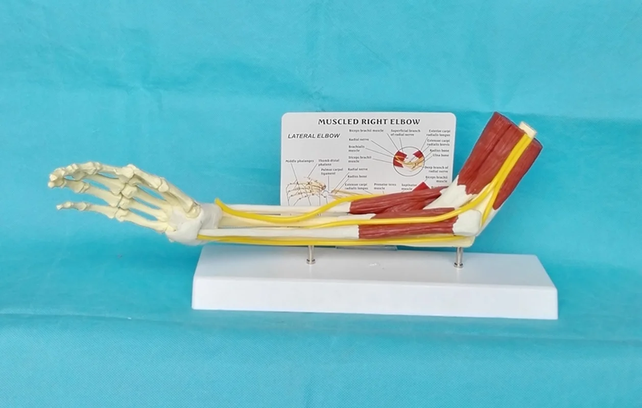 1:1 Human  muscle Right Elbow Adult Arm of Upper Limb Bone Arm and  Hand Bone Medical Science School Teaching Supplies